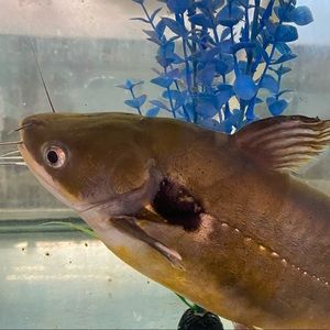 Meet your Posher, Simon